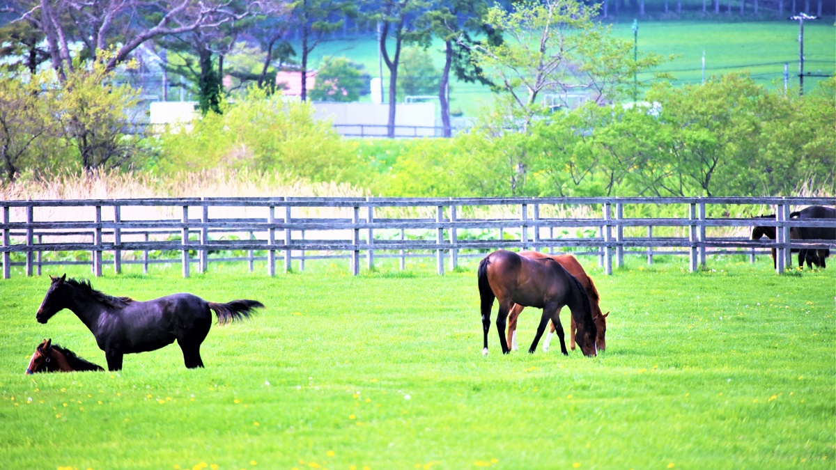 牧場の馬たち